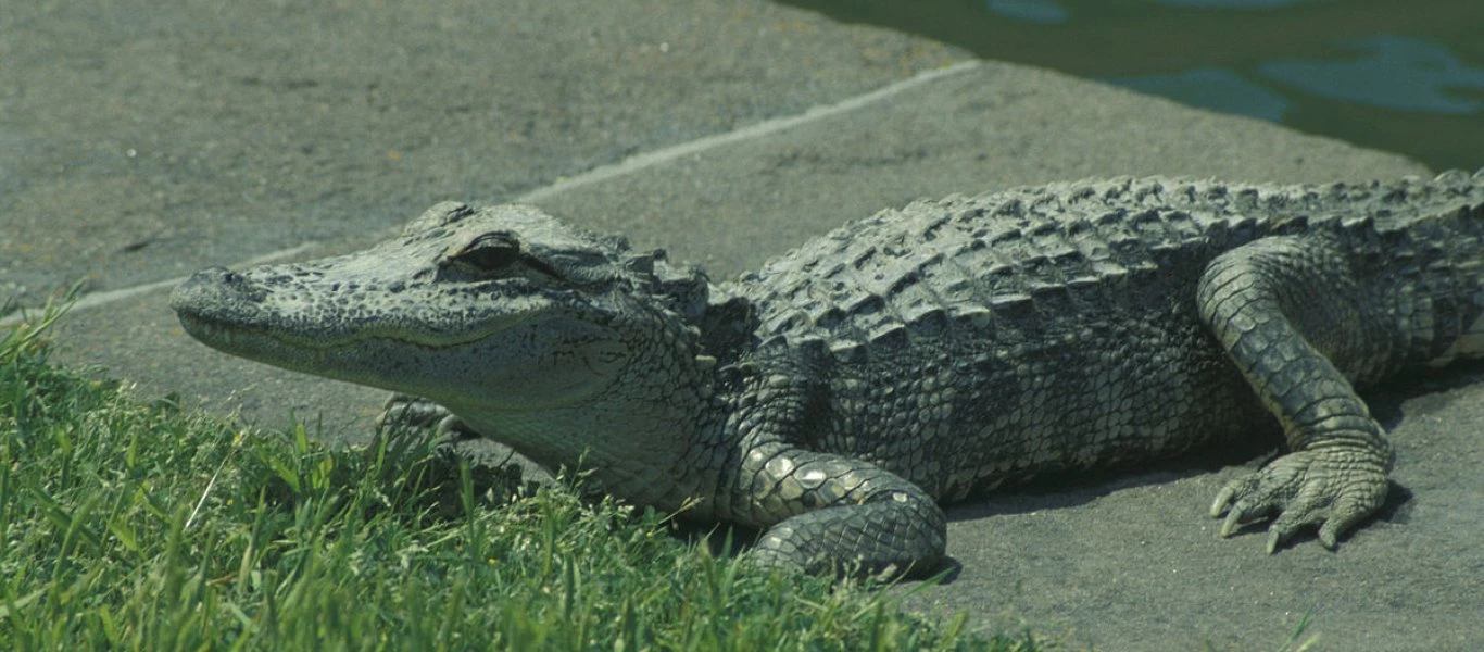 Σούπερ γιαγιά σκότωσε γιγαντιαίο αλιγάτορα - Tι θα κάνει με το πτώμα; (φώτο)